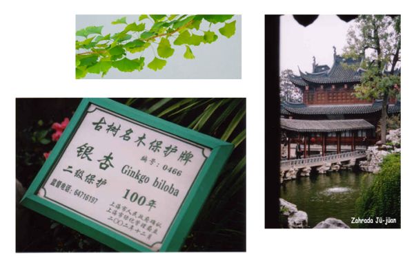 Ginkgo biloba