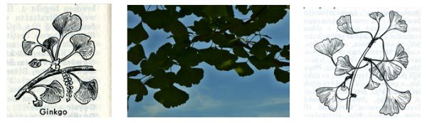 Ginkgo biloba