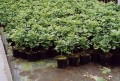 Ginkgo biloba